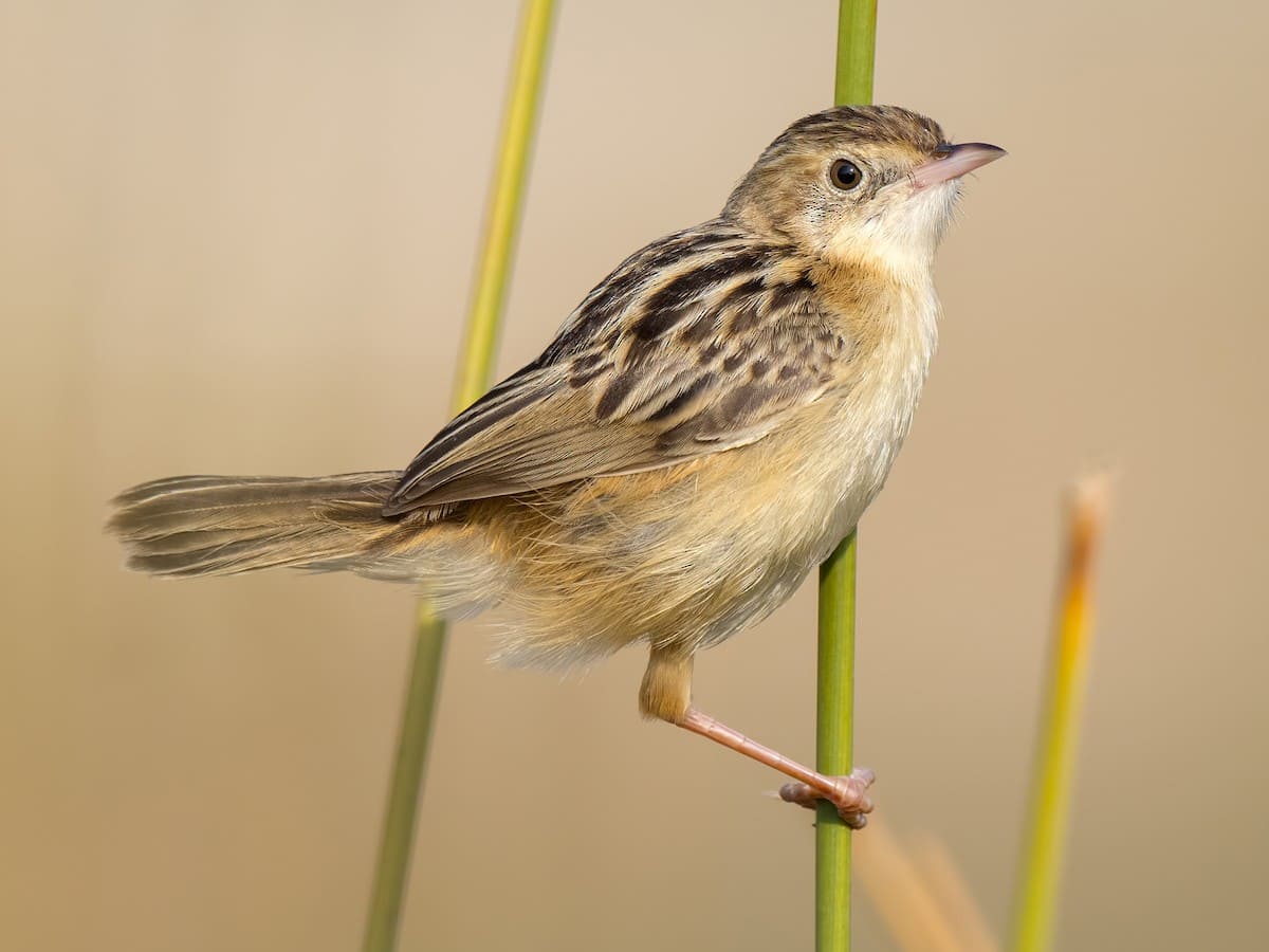 Zitting Cisticola